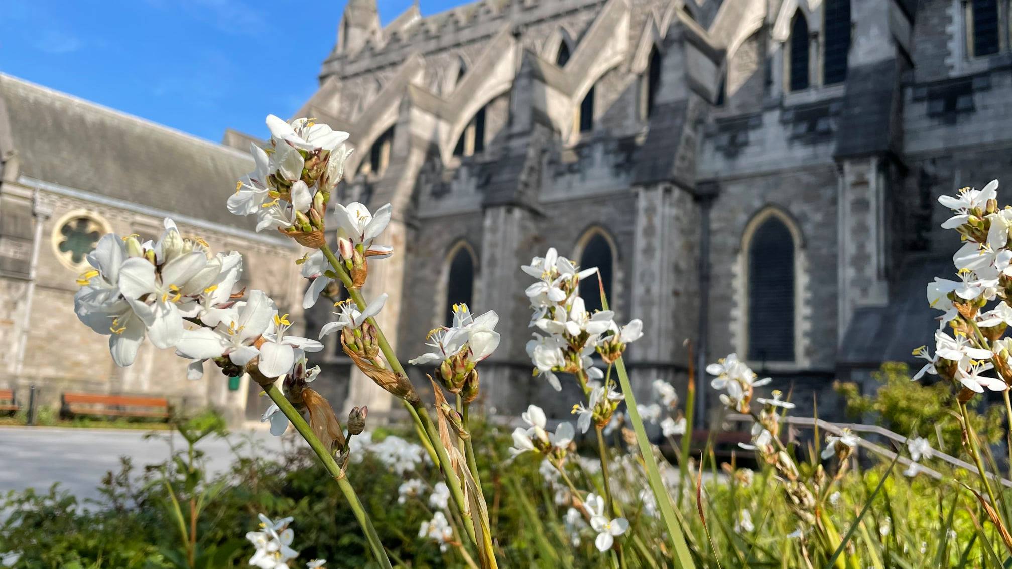 White flowers Christ Church Cathedral