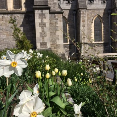 Daffodils Christ Church Cathedral