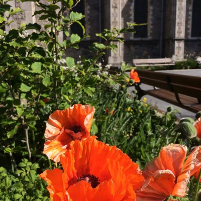 Poppies Christ Church Cathedral