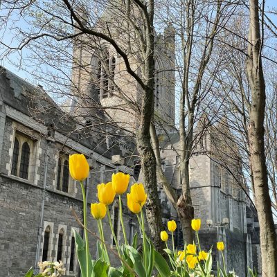 Christ Church Cathedral spring flowers yellow tulips